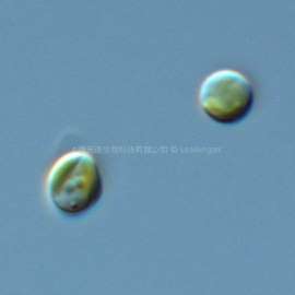 等鞭金藻OA3011(GY-H15 Isochrysis galbana OA3011)
