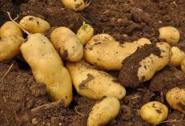 脱毒土豆种子价格供应